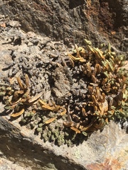 Selaginella watsonii