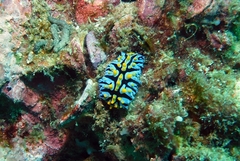 Phyllidia marindica