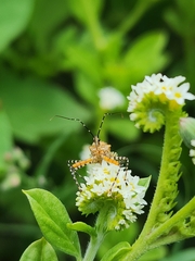Cosmoclopius nigroannulatus