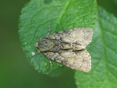 Acronicta strigosa