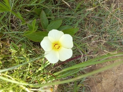 Hibiscus aethiopicus