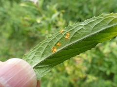 Pucciniastrum epilobii
