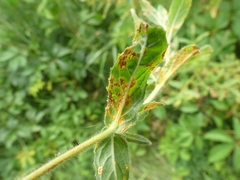 Pucciniastrum epilobii