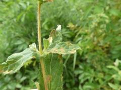 Pucciniastrum epilobii