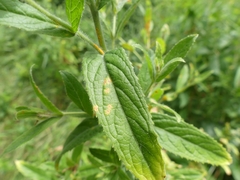 Pucciniastrum epilobii