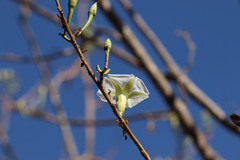 Ipomoea intrapilosa