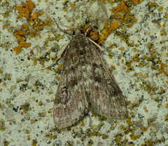 Parapoynx stratiotata