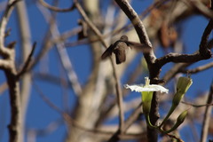 Ipomoea intrapilosa