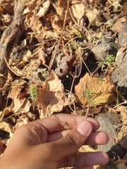 Tetramerium nervosum