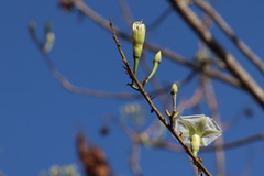 Ipomoea intrapilosa