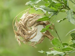 Cheiracanthium punctorium