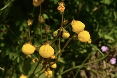 Calceolaria filicaulis