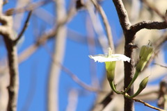 Ipomoea intrapilosa