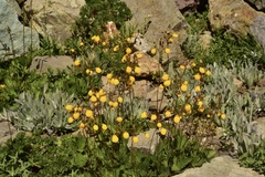 Calceolaria filicaulis