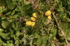 Calceolaria filicaulis
