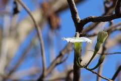 Ipomoea intrapilosa
