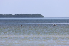 Ardea herodias occidentalis