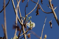 Ipomoea intrapilosa