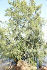 Tripodanthus acutifolius