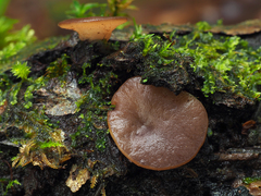 Adelphella babingtonii
