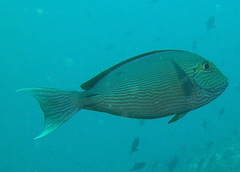 Acanthurus mata