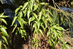 Tripodanthus acutifolius