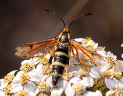 Synanthedon chrysidipennis