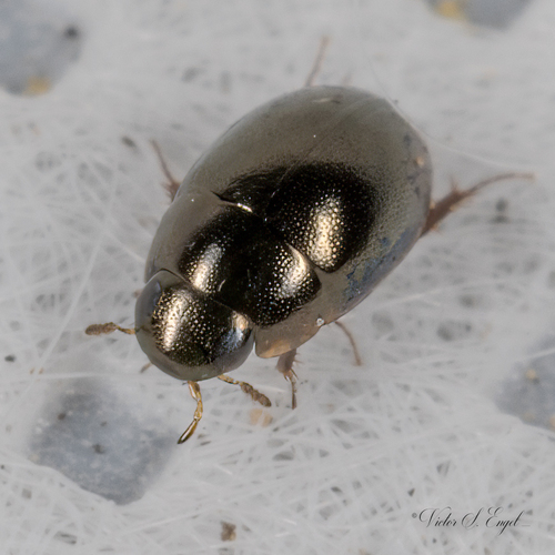 Photograph of Paracymus