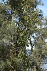 Tripodanthus acutifolius