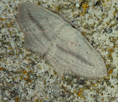 Scopula emutaria