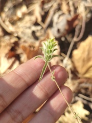Tetramerium nervosum