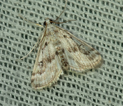 Parapoynx stratiotata
