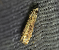 Eucosma