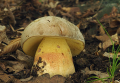 Butyriboletus fechtneri