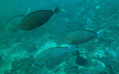 Acanthurus mata