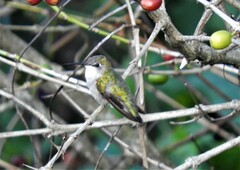 Archilochus colubris