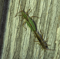 Myrmus miriformis