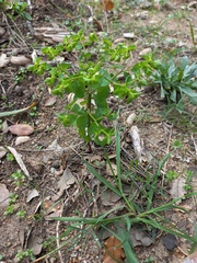 Euphorbia peplus