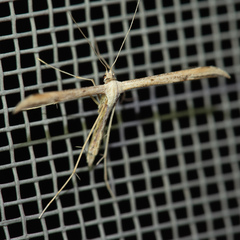 Pterophoroidea