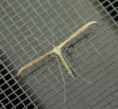 Pterophoroidea