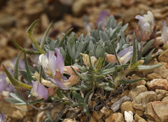 Astragalus calycosus calycosus
