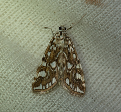 Elophila nymphaeata