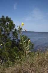 Oenothera affinis