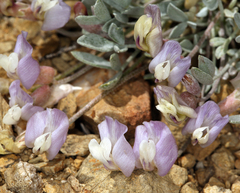 Astragalus calycosus calycosus