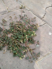Euphorbia lasiocarpa