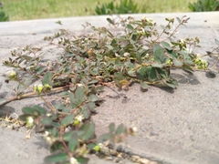 Euphorbia lasiocarpa