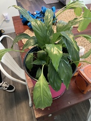 Spathiphyllum cannifolium