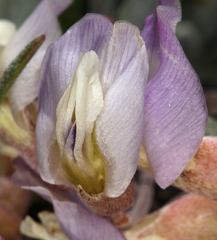 Astragalus calycosus calycosus