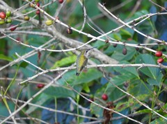 Archilochus colubris