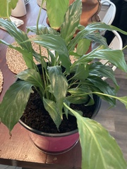 Spathiphyllum cannifolium